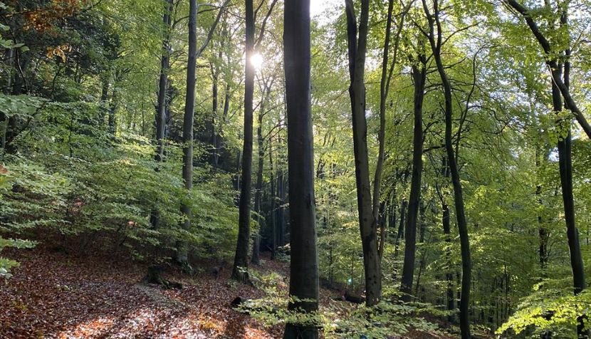 Queen Elizabeth Country Park